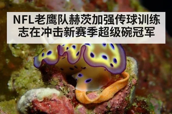 NFL老鹰队赫茨加强传球训练志在冲击新赛季超级碗冠军